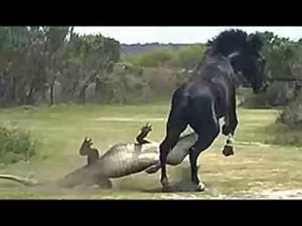 Video: TOP 10 EXTREME CRAZY ANIMAL FIGHTS